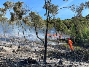 bosco bruciato, incendio domato, vigile del fuoco con idrante